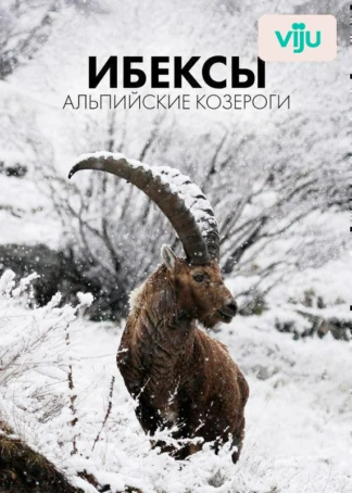 Ибексы: альпийские козероги