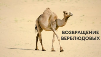 Возвращение верблюдовых