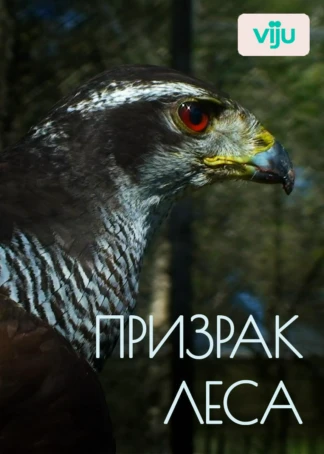 Призрак леса