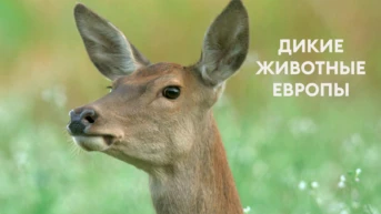Дикие животные Европы