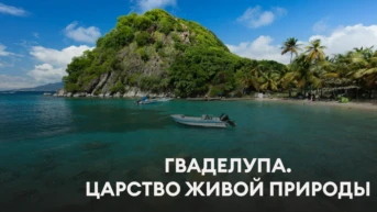 Гваделупа. Царство живой природы