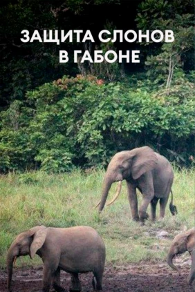 Защита слонов в Габоне