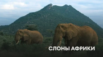 Слоны Африки