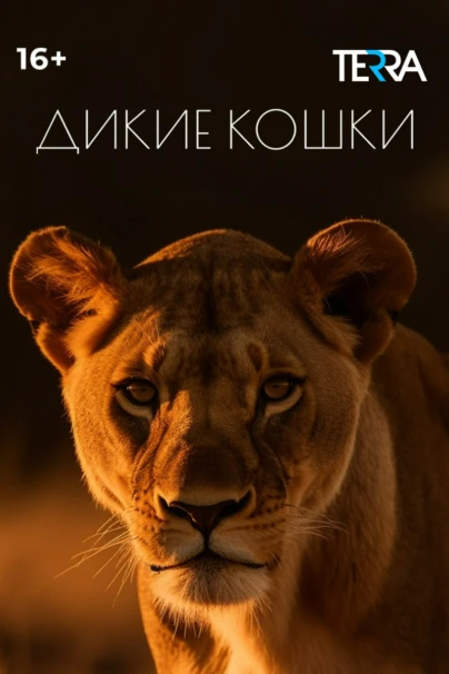 Дикие кошки