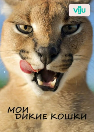 Мои дикие кошки