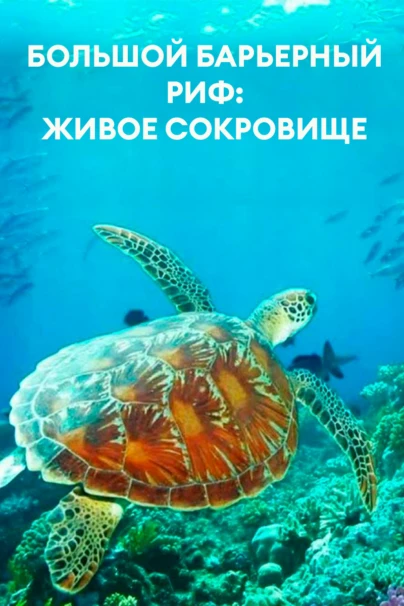 Большой Барьерный риф: живое сокровище