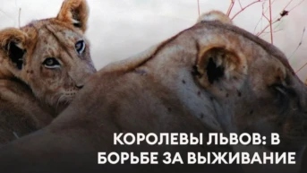 Королевы львов: в борьбе за выживание