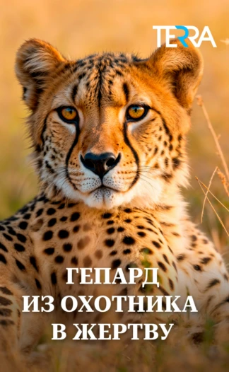 Гепард. Из охотника в жертву