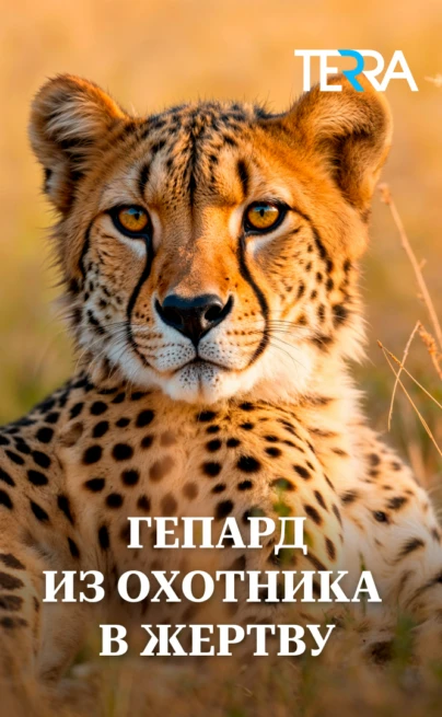 Гепард. Из охотника в жертву
