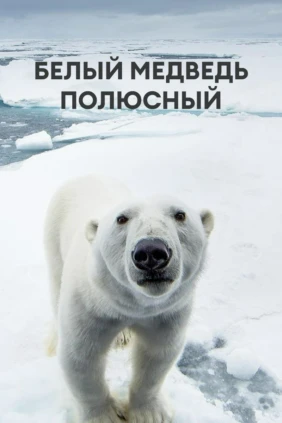 Белый медведь полюсный
