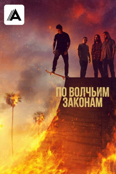 По волчьим законам