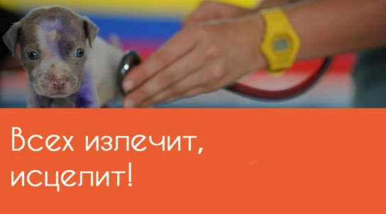 Всех излечит, исцелит!