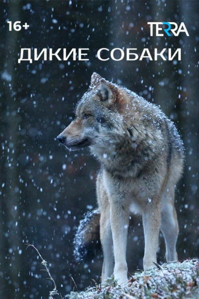 Дикие собаки