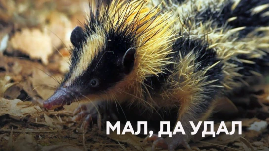 Мал, да удал