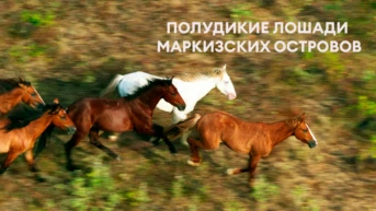 Полудикие лошади Маркизских островов