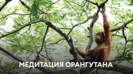 Медитация орангутана