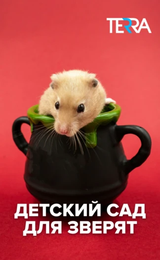 Детский сад для зверят