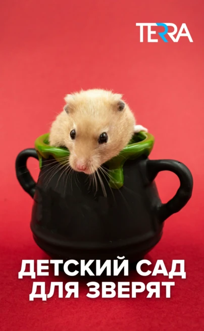 Детский сад для зверят