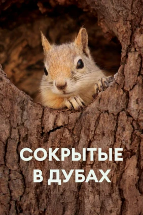 Сокрытые в дубах