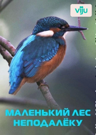 Маленький лес неподалёку