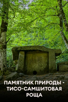Памятник природы - Тисо-Самшитовая роща
