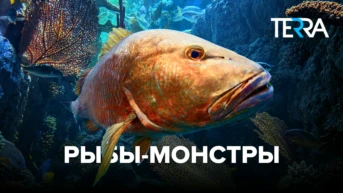 Рыбы-монстры