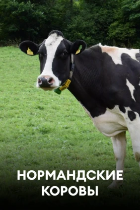 Нормандские коровы