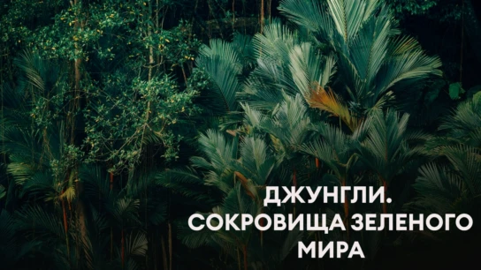 Джунгли. Сокровища зеленого мира