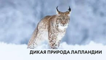 Дикая природа Лапландии