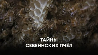 Тайны севеннских пчёл