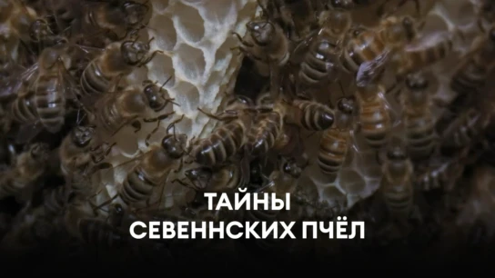 Тайны севеннских пчёл