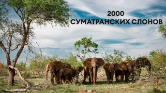 2000 суматранских слонов