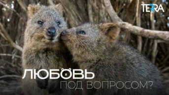 Любовь под вопросом?
