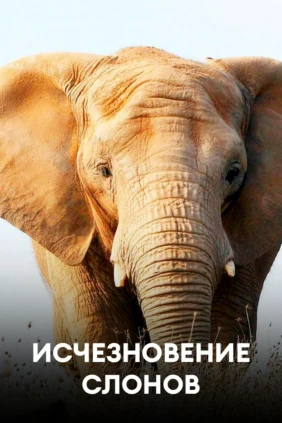 Исчезновение слонов
