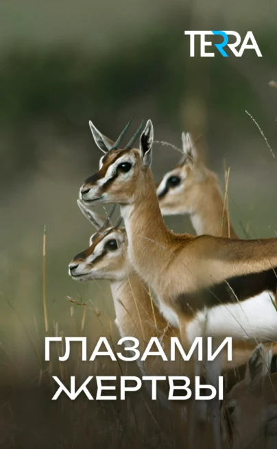 Глазами жертвы