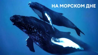 На морском дне