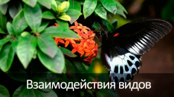 Взаимодействия видов