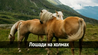 Лошади на холмах