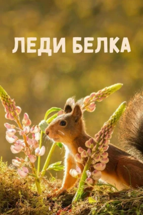 Леди белка
