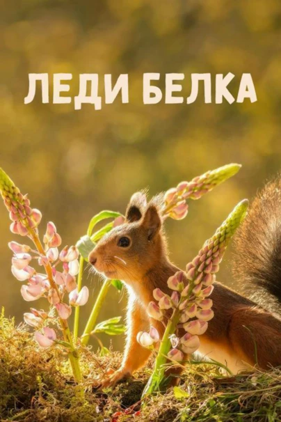 Леди белка