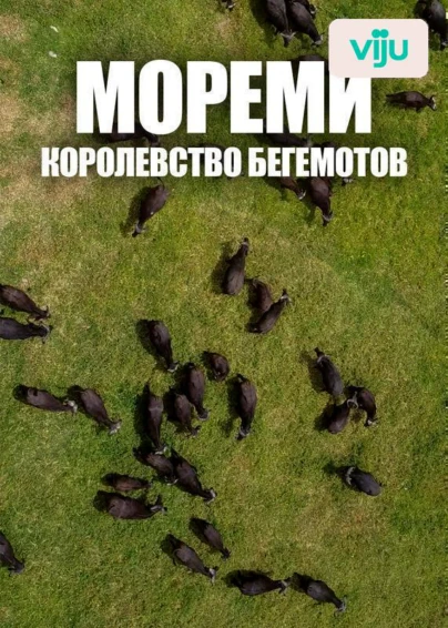 Мореми: королевство бегемотов