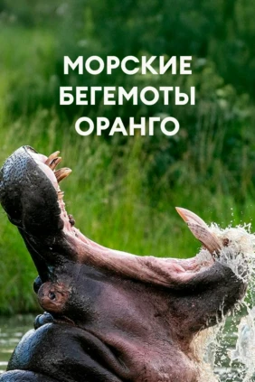 Морские бегемоты Оранго