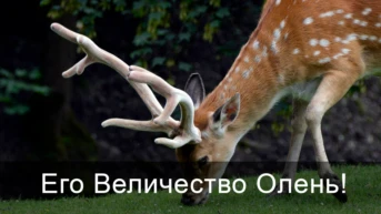 Его Величество Олень!