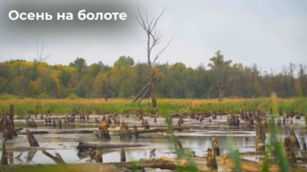 Осень на болоте