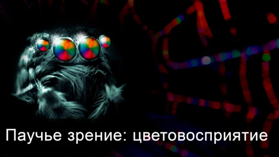 Паучье зрение: цветовосприятие