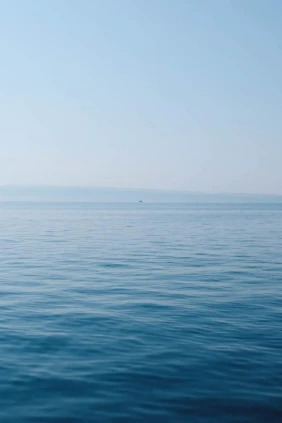 Морские львы