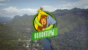 Волонтёры