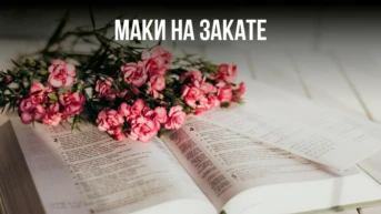 Маки на закате