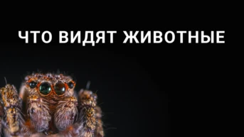 Что видят животные