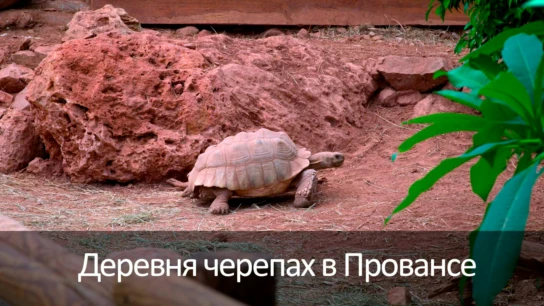 Деревня черепах в Провансе
